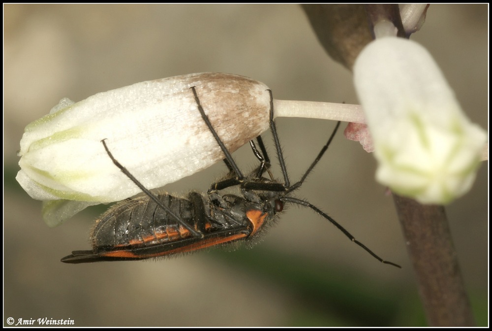 Heteroptera d''Israele: Horistus turcomanus (Horvath, 1889)